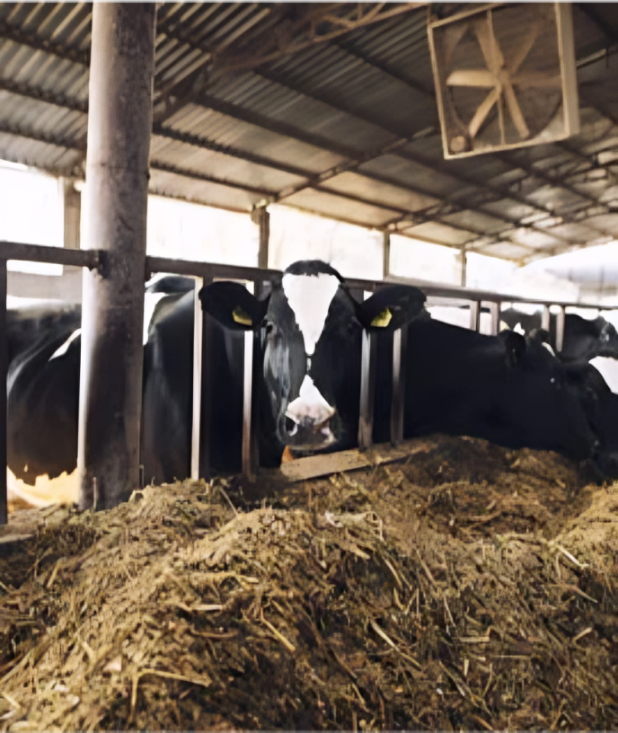 Dairy Products
